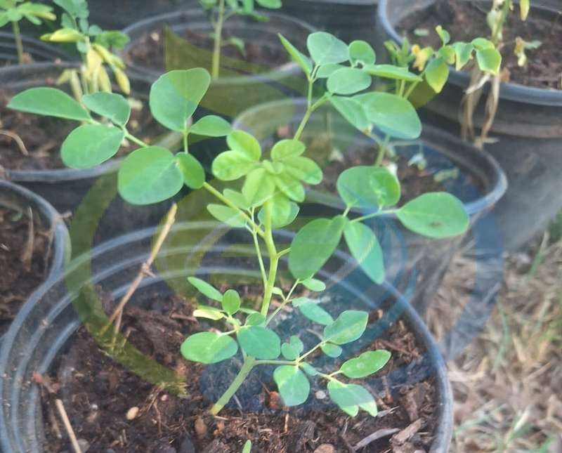 Moringa Seedling