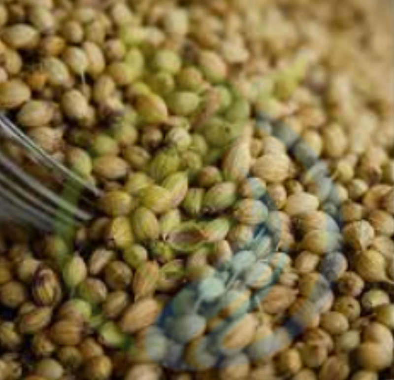 Moroccan Coriander seed