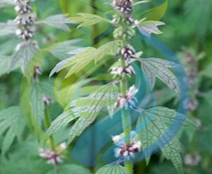 Motherwort Herb seed