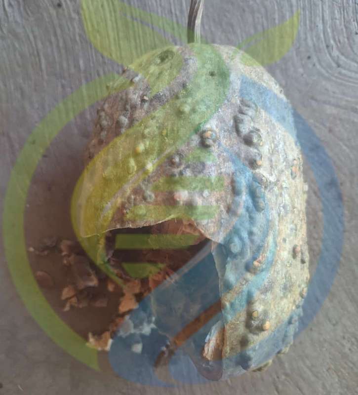 Mponda Gourd seed