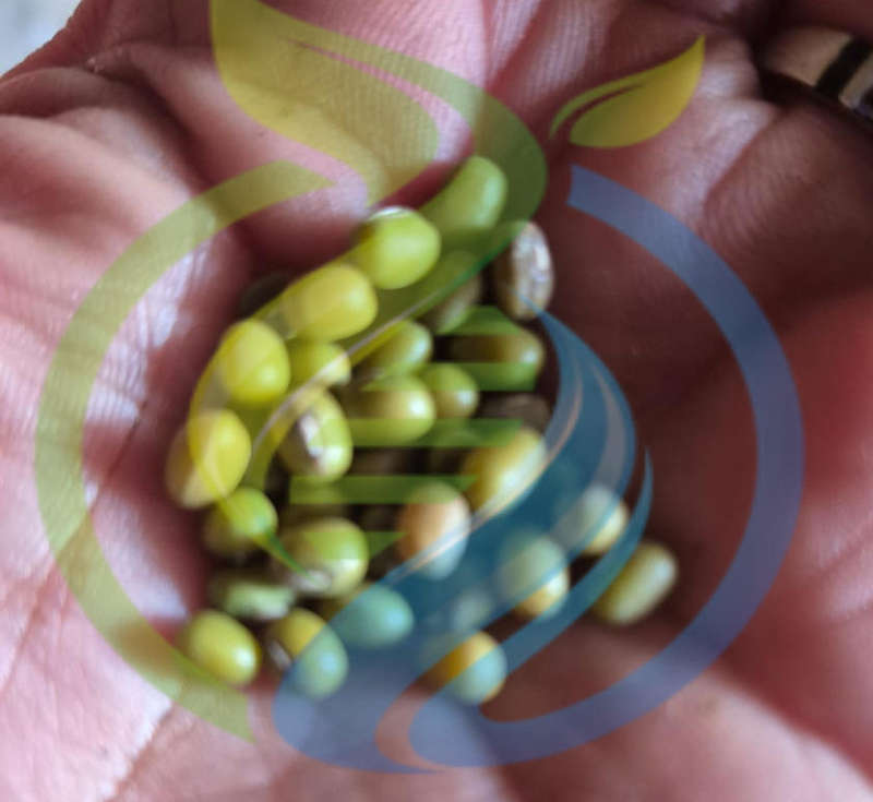 Mung bean seed