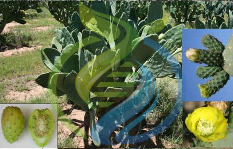 Muscatel Prickly Pear Leaf