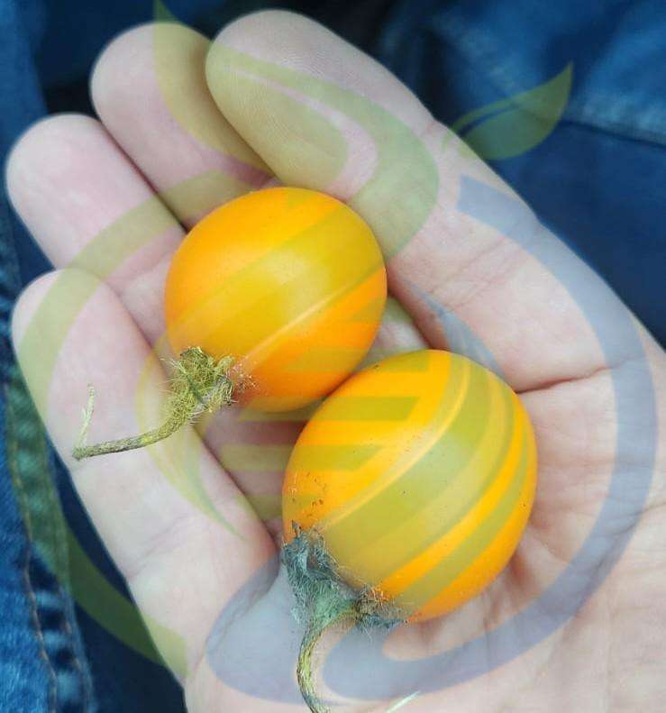 Naranjilla fruit seed