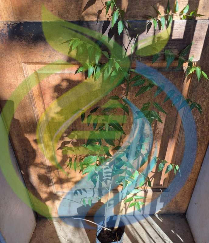 Neem tree