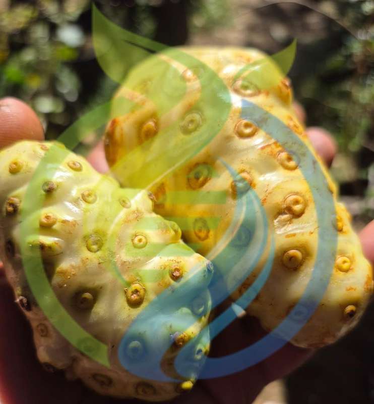 Noni fruit