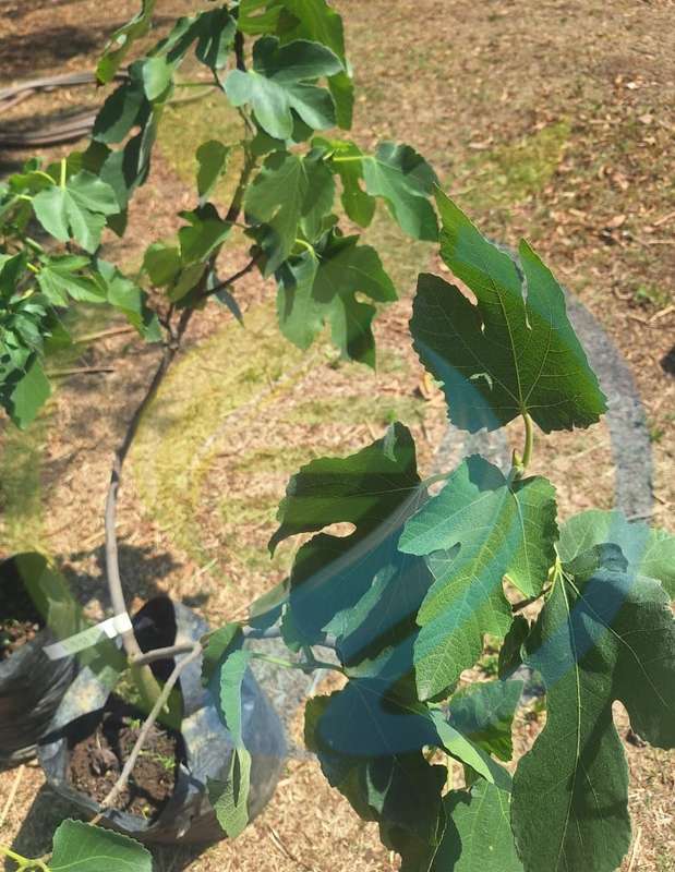 Pink Fig tree