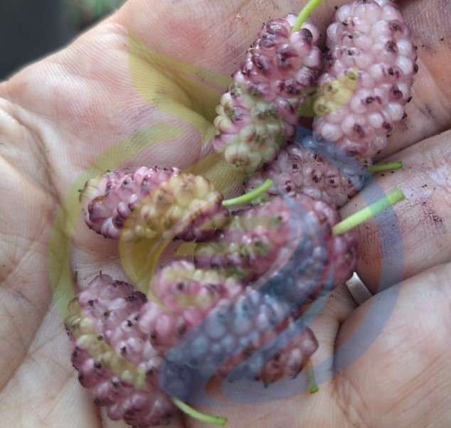 Pink Rose Mulberry seed