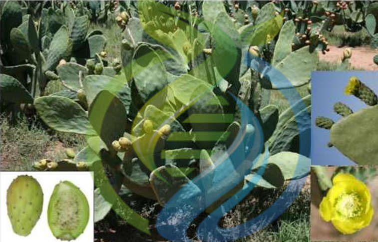 Postmasburg Prickly Pear Leaf