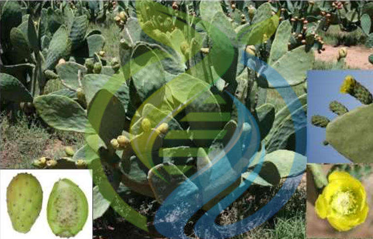 Postmasburg Prickly Pear Leaf