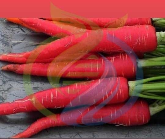Atomic Red Carrot seed