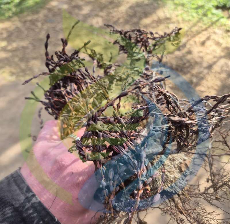 Resurrection Bush seed