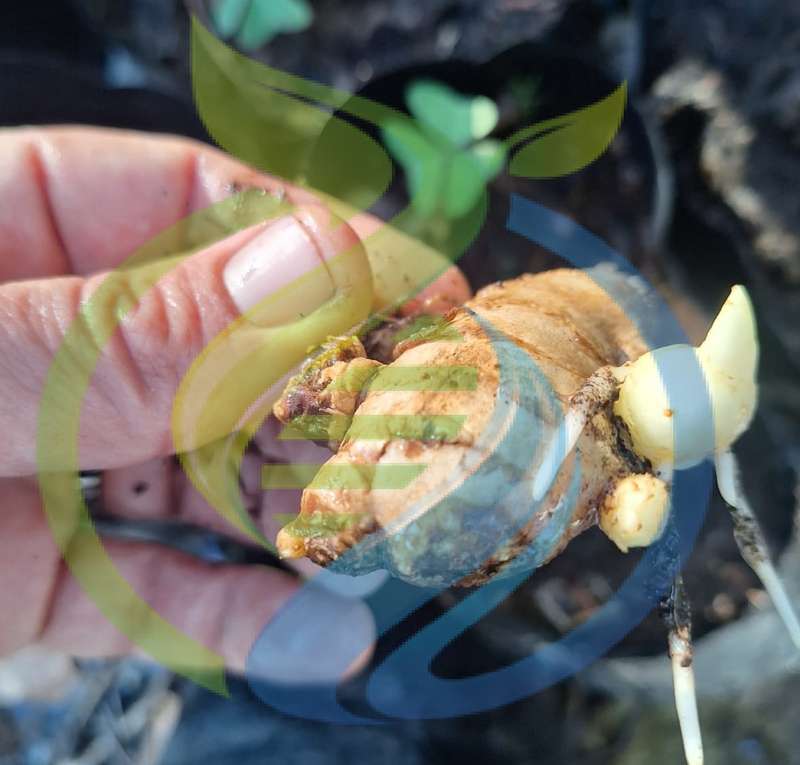 Rooted Ginger Rhizome