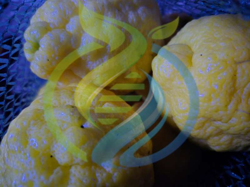 Rough Skin Lemon seed