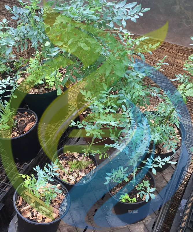Rue Seed
