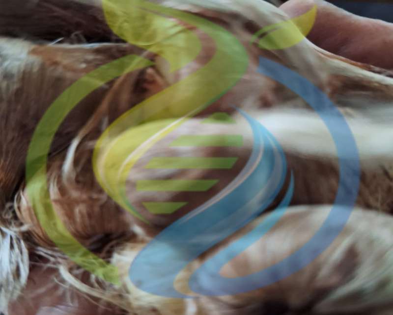 saffron bulbs