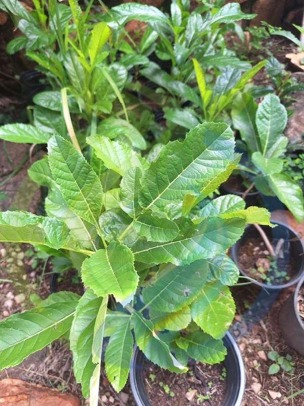 Sausage Fruit seedlings