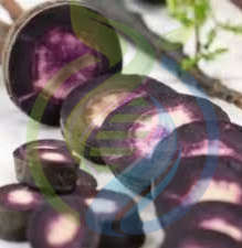 Siyah Havuch Purple carrot seeds