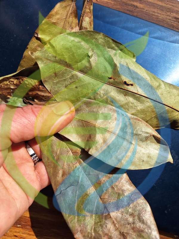 Soursop Leaves dried