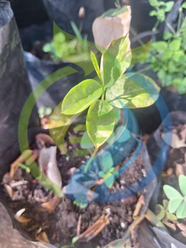 Soursop fruit seedling