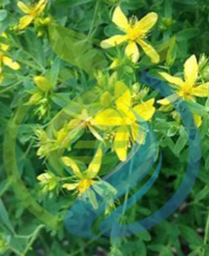 St John's Wort Plant