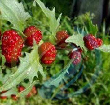 Strawberry spinach seed