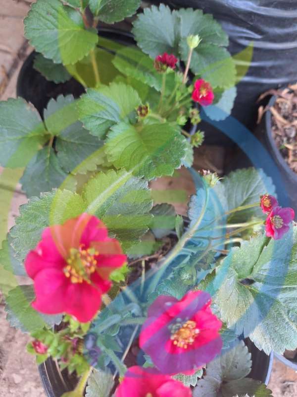 Summer Breeze Strawberry plant