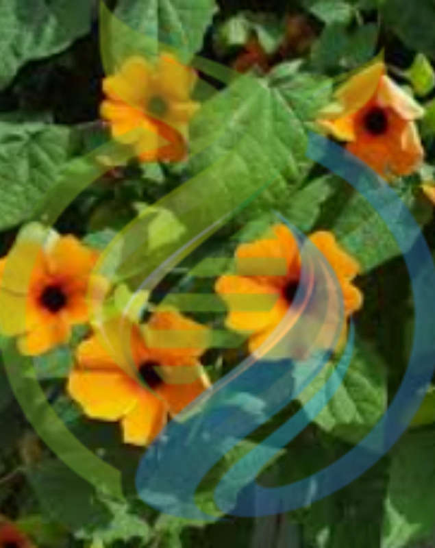 Black Eyed susan seed