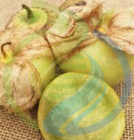Tomatillo Verde seed