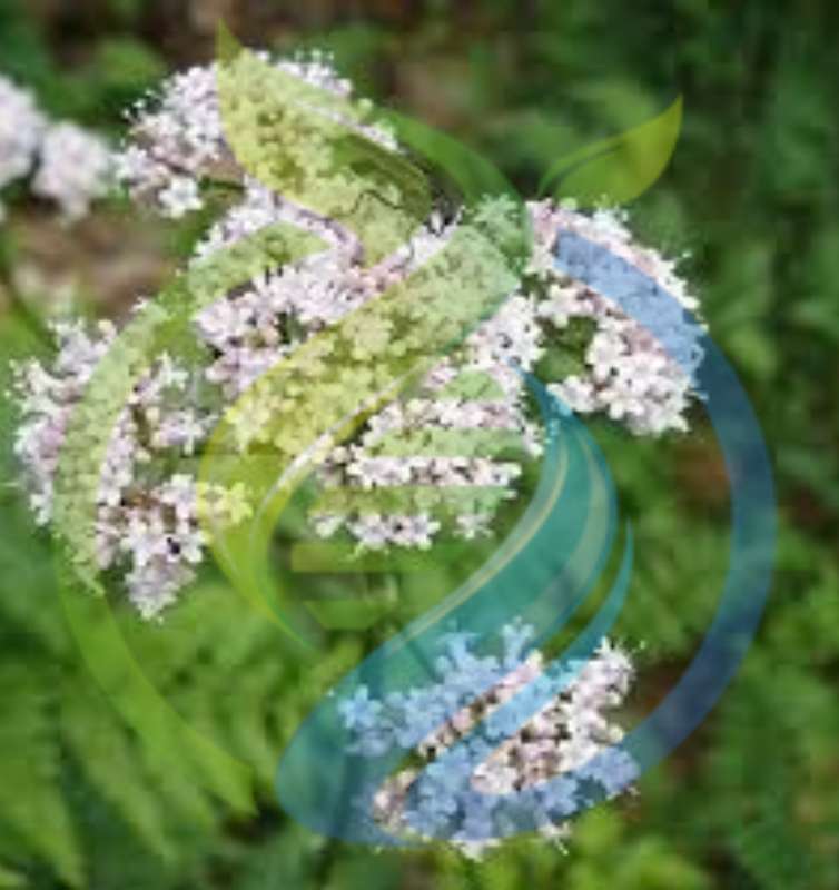 Valerian seed