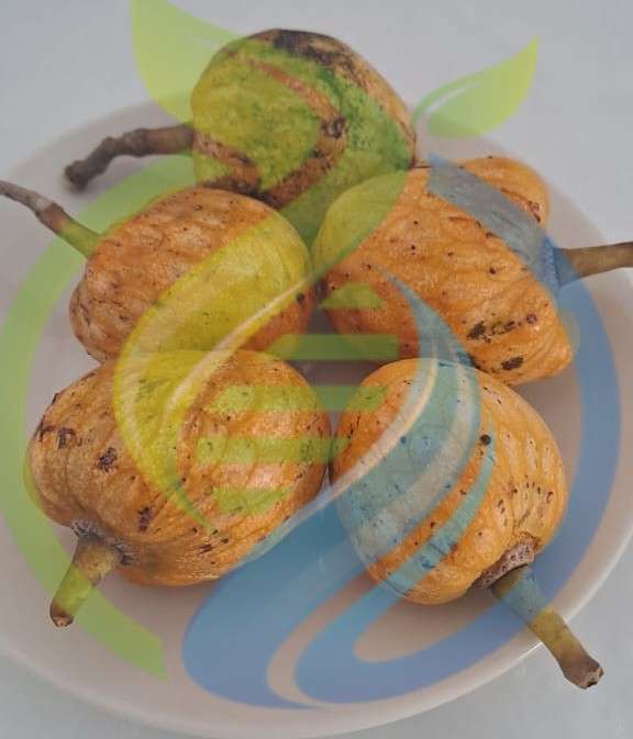 Wild Custard Apple seeds