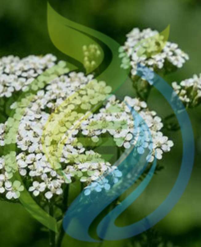 Yarrow seed pink and white