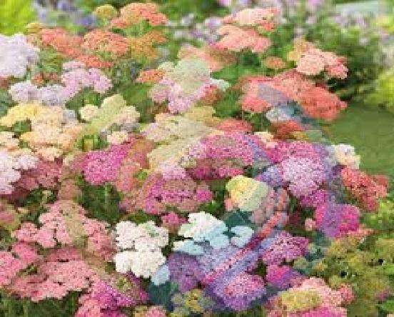 Yarrow pastel colour seeds