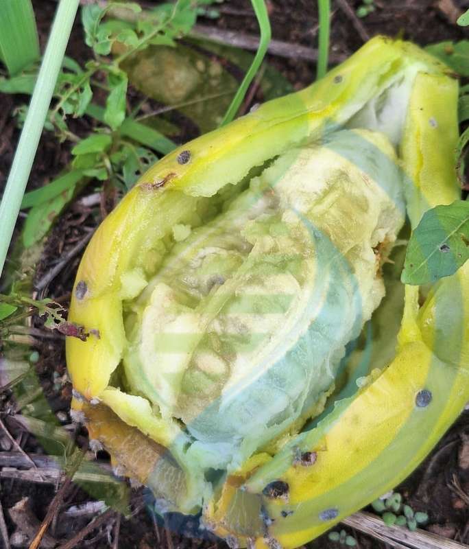 Yellow prickly pear leaf