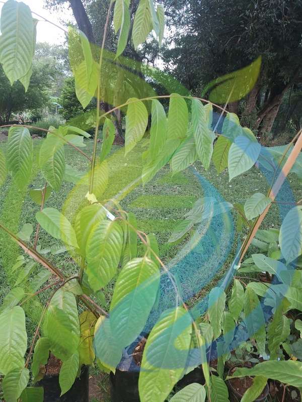 Ylang Ylang tree
