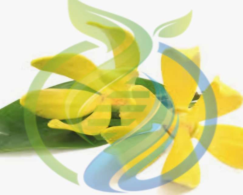 Ylang Ylang tree
