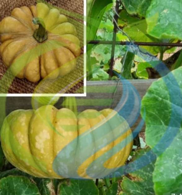 Yuxi Jiang Pumpkin seed