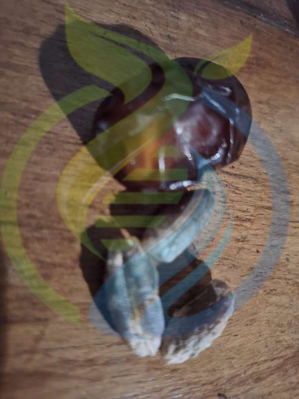 Zamli Date seed