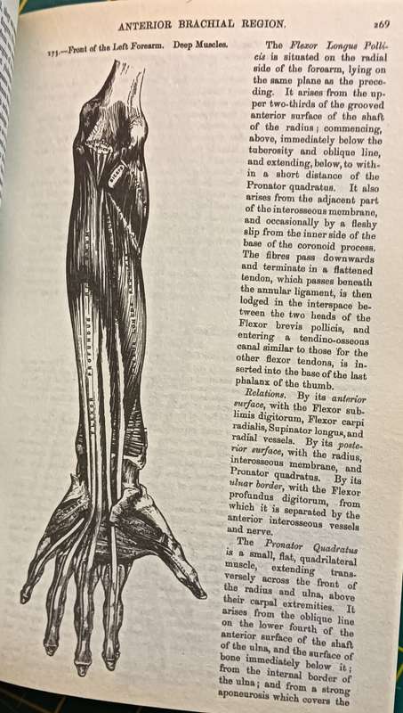 Gray's Anatomy - Henry Gray F.R.S. - Softcover - 768 pages