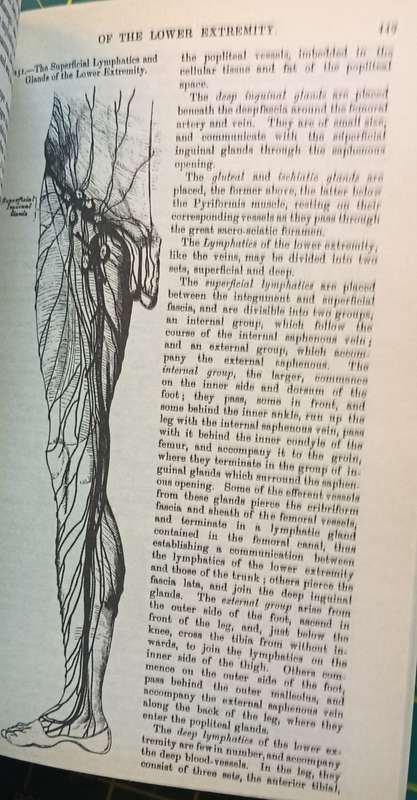 Gray's Anatomy - Henry Gray F.R.S. - Softcover - 768 pages