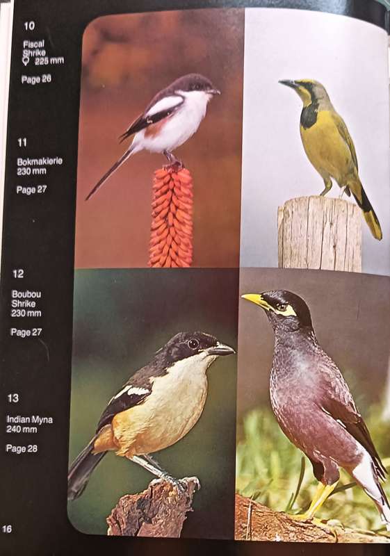 Garden Birds of Souther Africa - Peter Ginn & Geoff - Hardcover - 52 pages