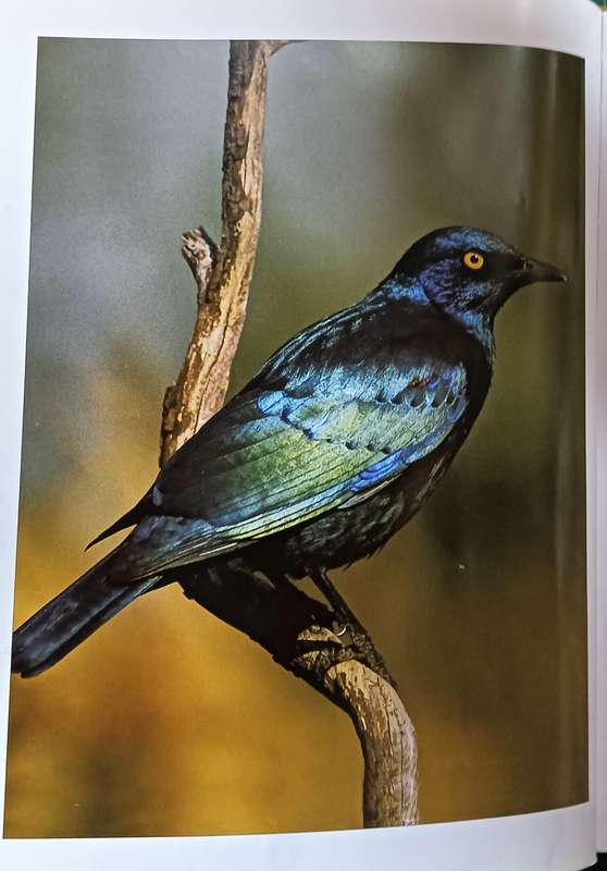 Attracting Birds to Your Garden in Southern Africa - Roy Trendler & Lex Hes - Softcover - 208 pages