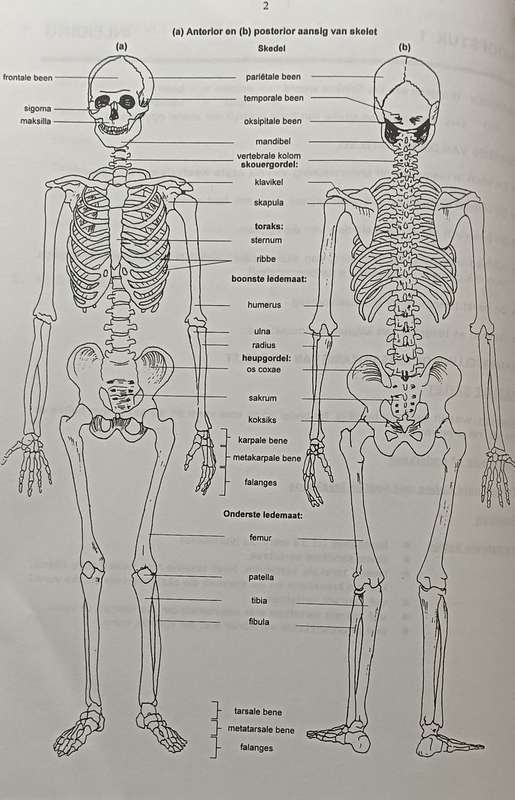 Praktiese Osteologie - Scheepers MD - Softcover - 210 pages