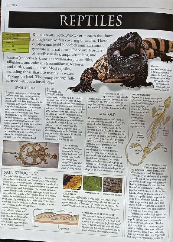 Reptiles and Amphibians - A DK Visual Guide - Softcover