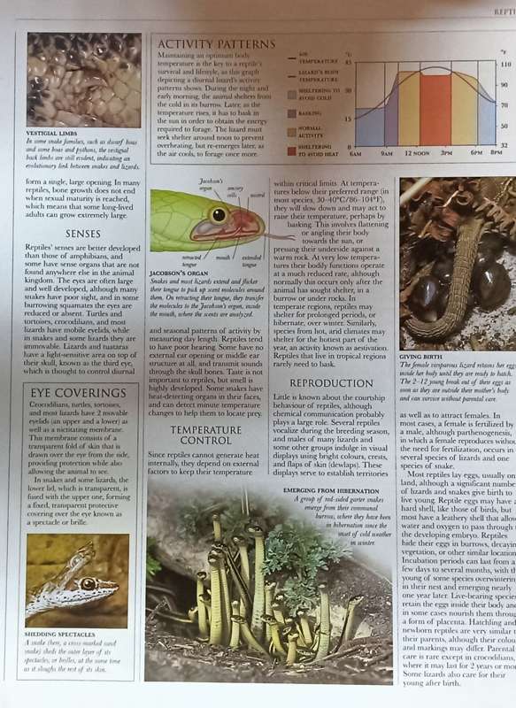 Reptiles and Amphibians - A DK Visual Guide - Softcover