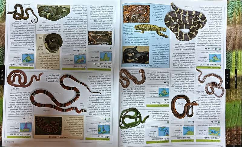 Reptiles and Amphibians - A DK Visual Guide - Softcover