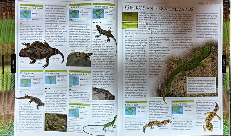 Reptiles and Amphibians - A DK Visual Guide - Softcover