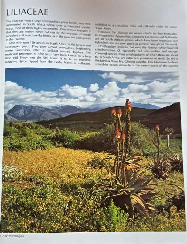 Wildflowers of South Africa - Hardcover - 128 Pages