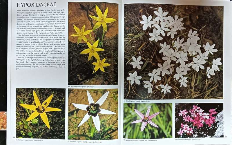 Wildflowers of South Africa - Hardcover - 128 Pages