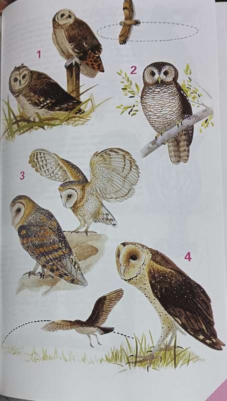 Newman's Birds of Southern Africa - Kenneth Newman - Hardcover - 512 pages