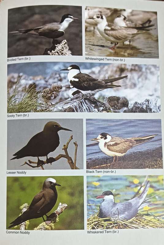 Field Guide to the Birds of Southern Africa - Ian Sinclair - Softcover - 368 pages